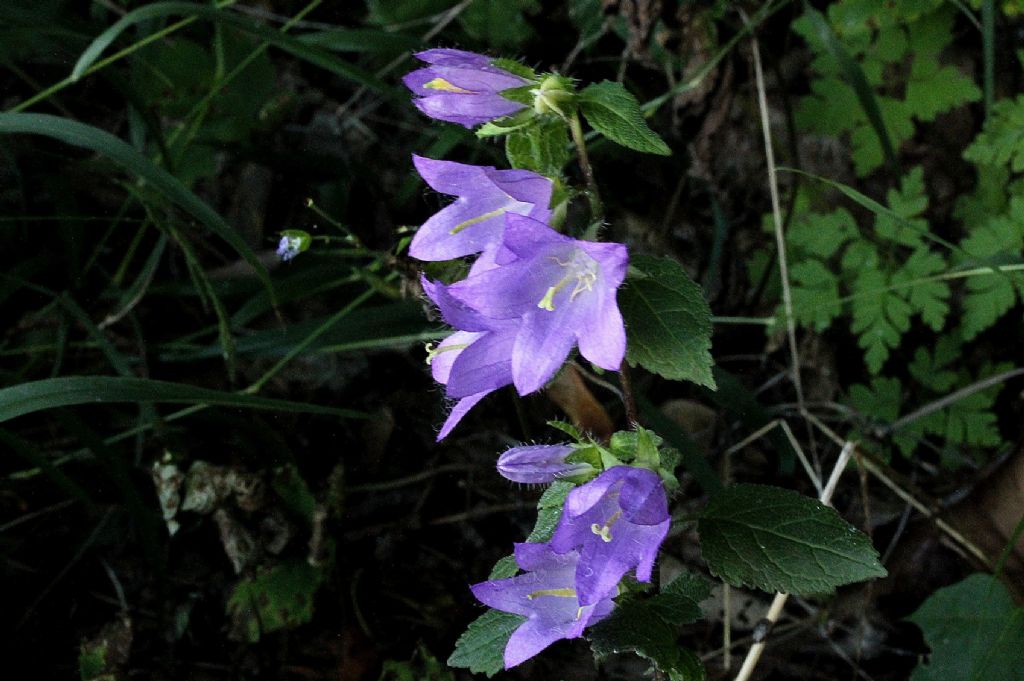 Campanula trachelium